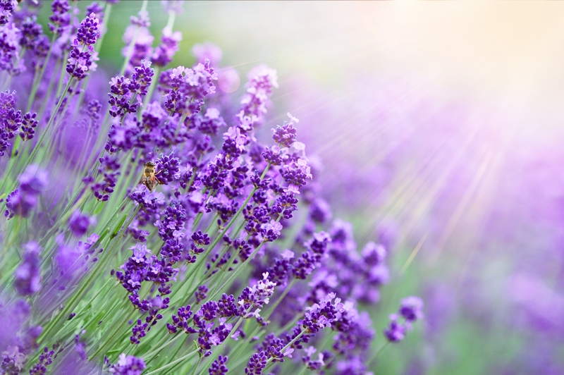 Nahaufnahme von Lavendel